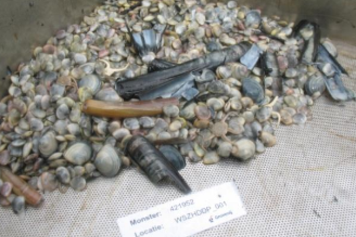 macrozoobenthos